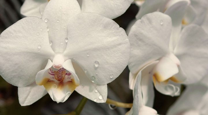 Hvide orkideer og hvide roser…